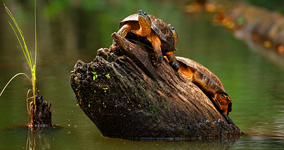 Beautiful turtle in the river