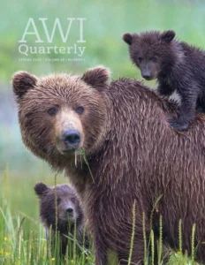 grizzly bear with cub on back and another behind her watches across a grassy field