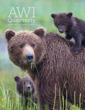 grizzly bear with cub on back and another behind her watches across a grassy field