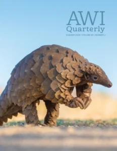 a ground pangolin brings its hands together near a road