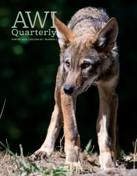 a red wolf stands alone on dirt