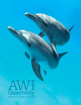 A pair of Atlantic spotted dolphins hone their synchronized swimming skills in the Bahamas.
