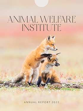 two juvenile foxes looking out