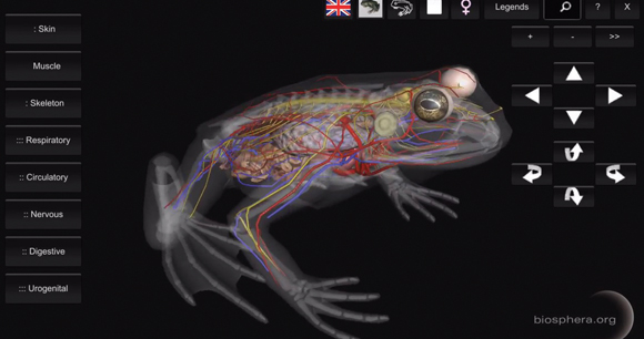 3D anatomy model of a frog