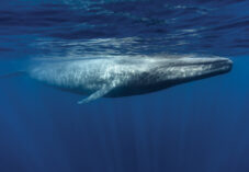whale swims near surface