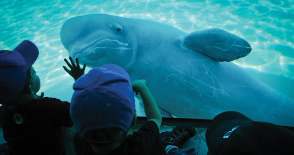 children tap the glass of a beluga exhibit