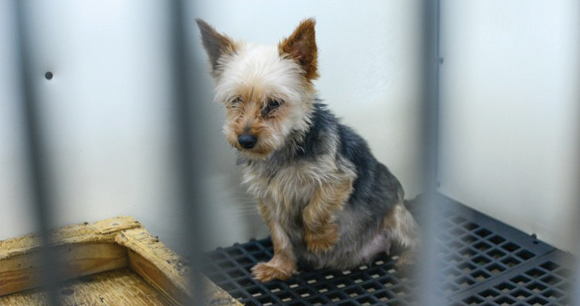 weak dog sits in cage