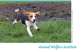 a beagle runs through grassy yard