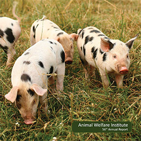 piglets sniff and play in short grass