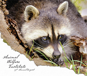 raccoon cautiously watches environment from tree stump