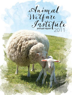 sheep caresses lamb on pasture