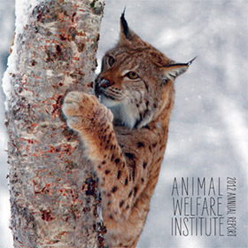 bobcat climbs tree in winter