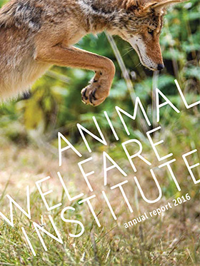 coyote hops over grass