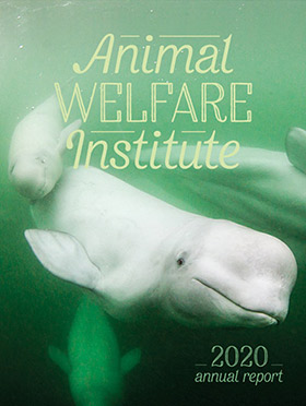 beluga whales swim in green water