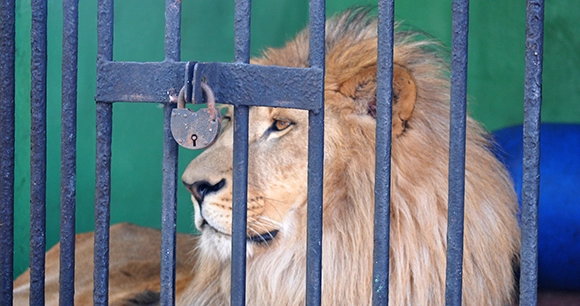 Caged lion