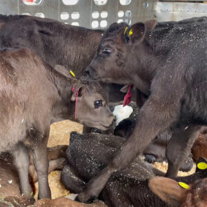 Calves crowded closely together on a dirty bedding-covered floor.
