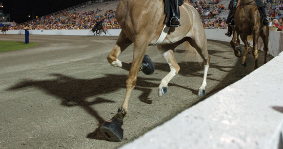 A Tennessee walking horse trots along a track during celebration