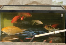 goldfish swim in a tank