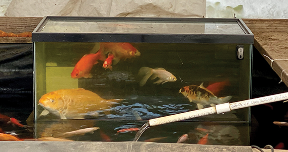 goldfish swim in a tank