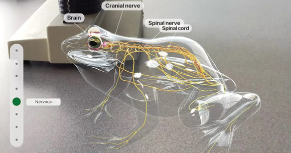 Diagram of an artificial frog showing vital organs and nerves