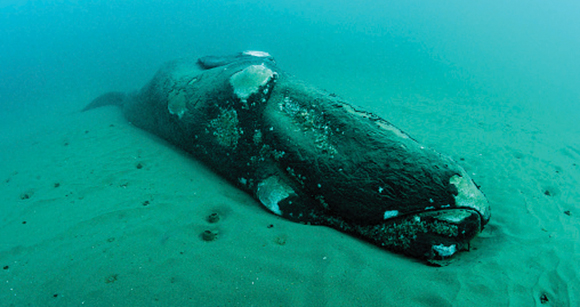Carcass of a dead southern right whale calf resting on the ocean floor, Nuevo Gulf, Valdes Peninsula, Argentina.