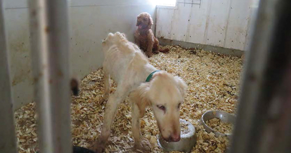 Two skeletal dogs sit in a disgusting cage