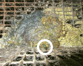 soiled chinchilla cage disgustingly covered with wet food material
