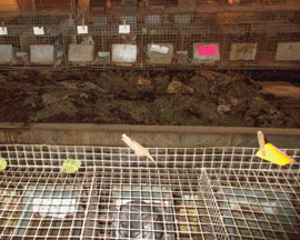 dirty chinchilla cages