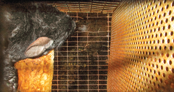 two holes in a cage floor of a chinchilla enclosure, showing how chinchillas may escape