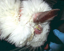 chinchilla with right eye swollen shut. hairless around eyelids