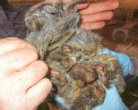 Chinchilla with excessively matted fur on her stomach.