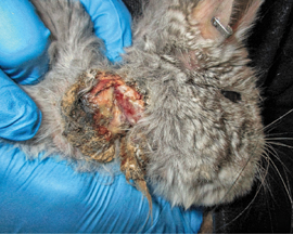chinchilla with collar removed shows discharge, sores, and abscesses