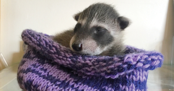 baby mammal sleeps comfortably in knit blanket