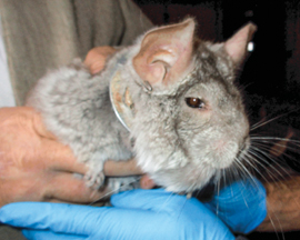 chinchilla with collar encrusted with matted fur and swollen tissue held by USDA inspectors