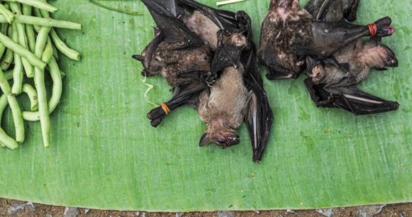 Bats and produce lay on a market tarp. Laos, 2008.