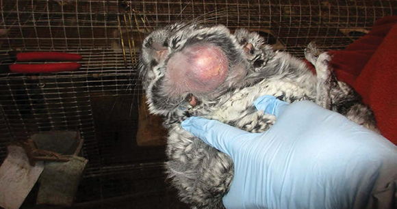 chinchilla with swelling the size of an egg, signaling pain
