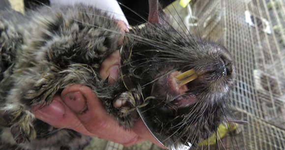 chinchilla had overgrown teeth caused excessive drooling and prevented her from closing her mouth normally and chewing food properly.