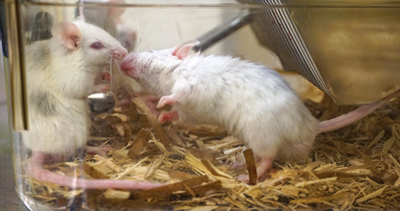 two mice play with each other in terrarium