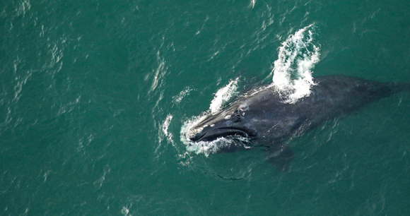whale breaches in Florida waters