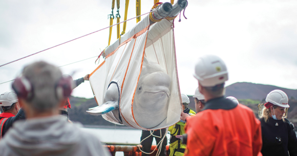 Sea Life Trust team move Beluga Whale Little Grey from tugboat to bayside care pool