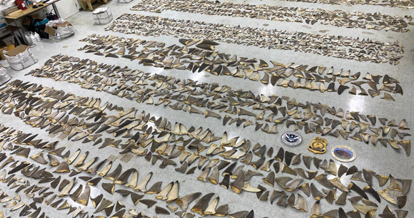 hundreds of shark fins laid out on floor