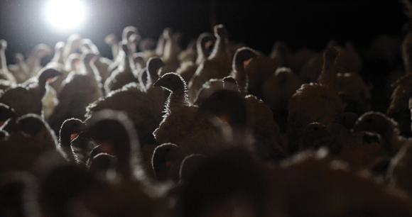 young turkeys crowd in a darkly lit facility