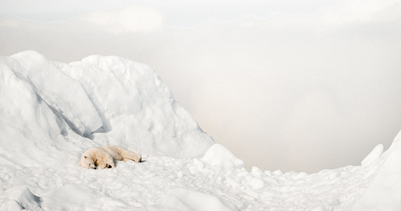 polar bear lays on thick snow in arctic environment