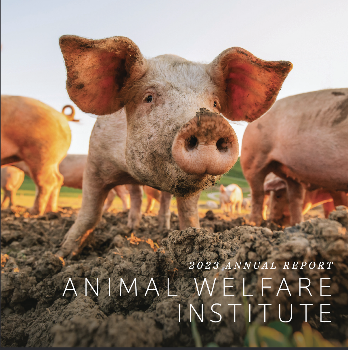 herd of meat pigs living outside with space to roam