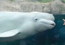 underwater beluga whale looks at a finger through aquarium glass