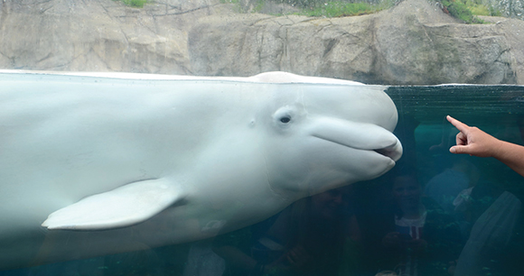 underwater beluga whale looks at a finger through aquarium glass