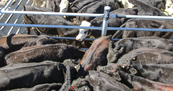 overhead view of cattle in tightly packed holding pens at rural saleyard in New Zealand