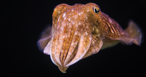 cuttlefish close up in deep ocean