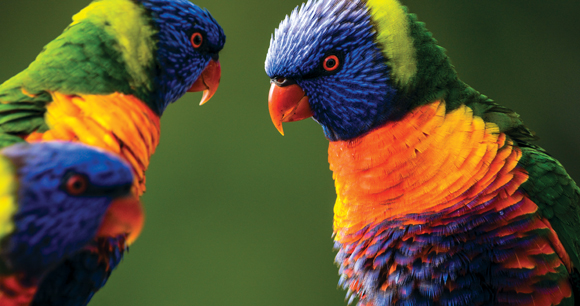 colorful parakeets face each other in front of Lush green