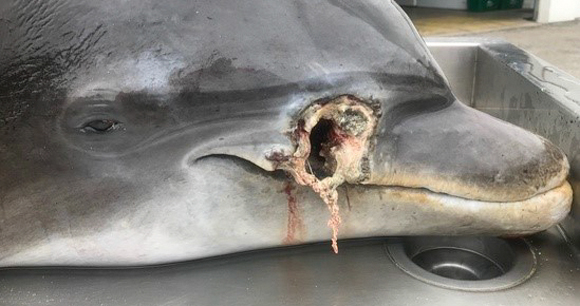 dead dolphin with massive hole in snout
